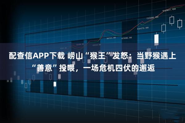 配查信APP下载 崂山“猴王”发怒：当野猴遇上“善意”投喂，一场危机四伏的邂逅